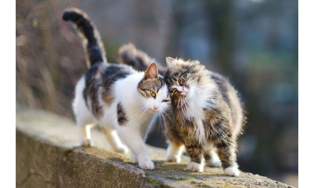 Can Cats Be Homesexual? We Found Out For You » CatPointers