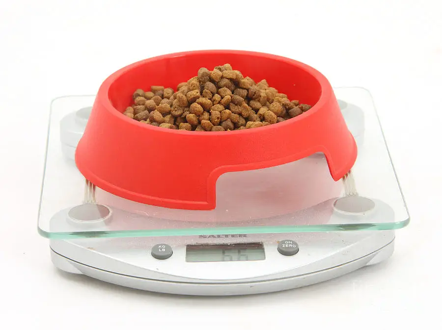 A scale with cat food