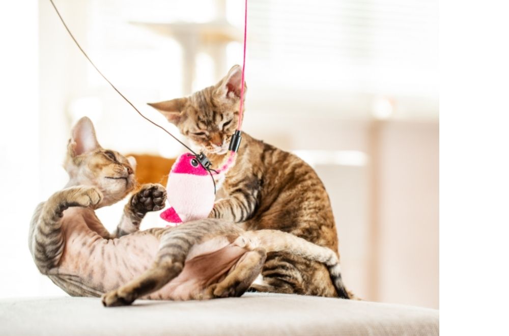 cats can attack each other during a play session
