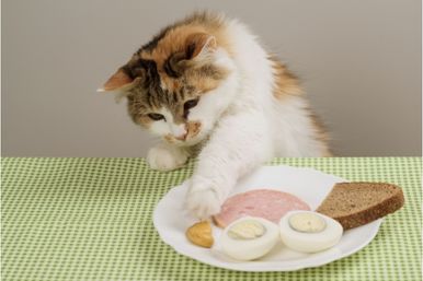 A cat that's trying to steal food