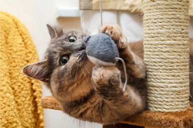 A cat playing with a mouse in a cat tree