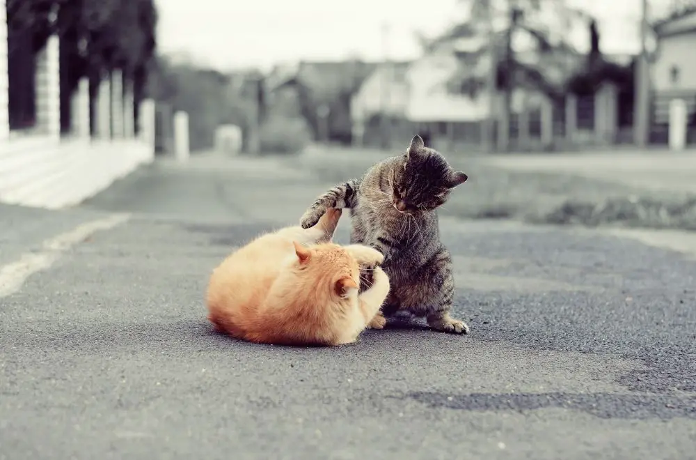 Aggression Between Cats (Causes & Solutions) » CatPointers