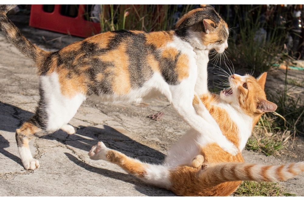 Cats attack each other
