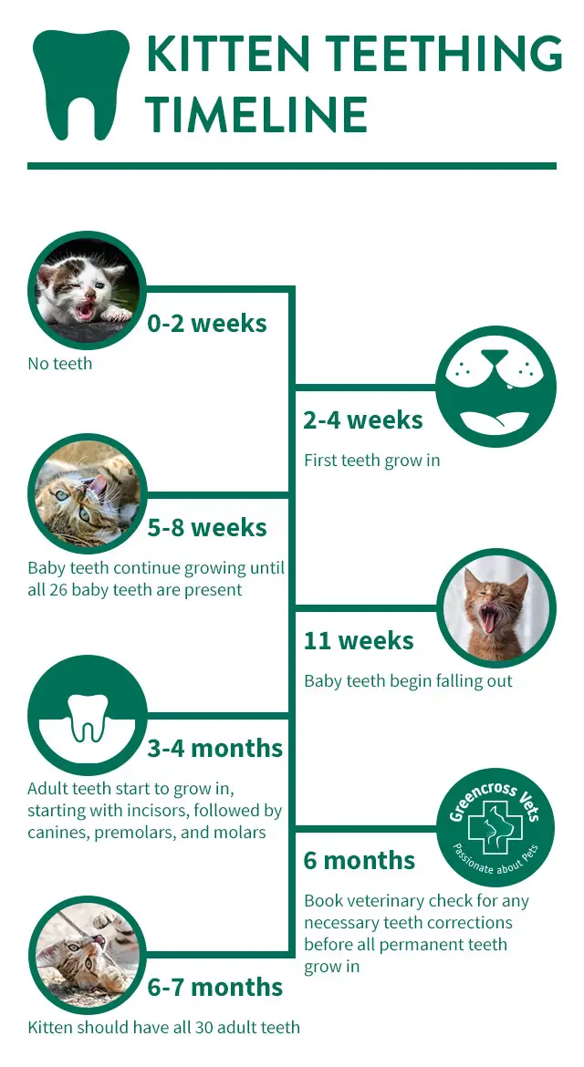 Why Do Cat Teeth Fall Out? 3 Reasons For Tooth Loss In Cats » CatPointers
