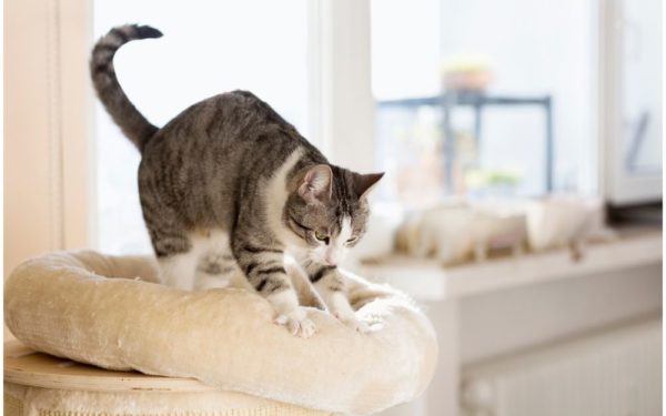 Cat kneading cushion