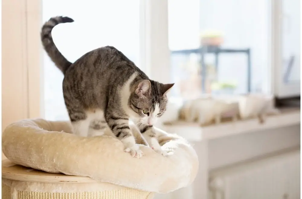 Why Do Cats Make Biscuits? Everything You Need To Know » CatPointers