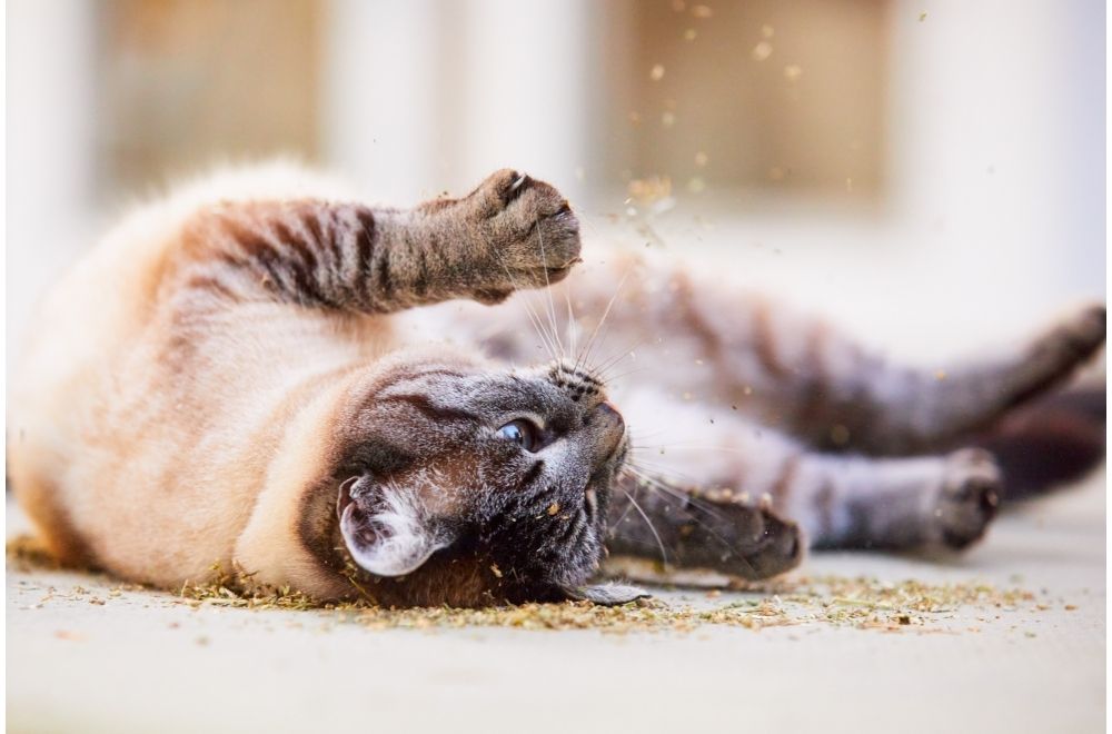 Cats react strongly to catnip because of the presence of nepetalactone oil in the leaves.