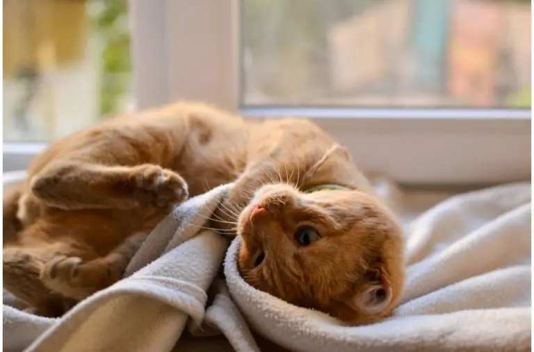 Why Do Cats Make Biscuits? Everything You Need To Know » CatPointers