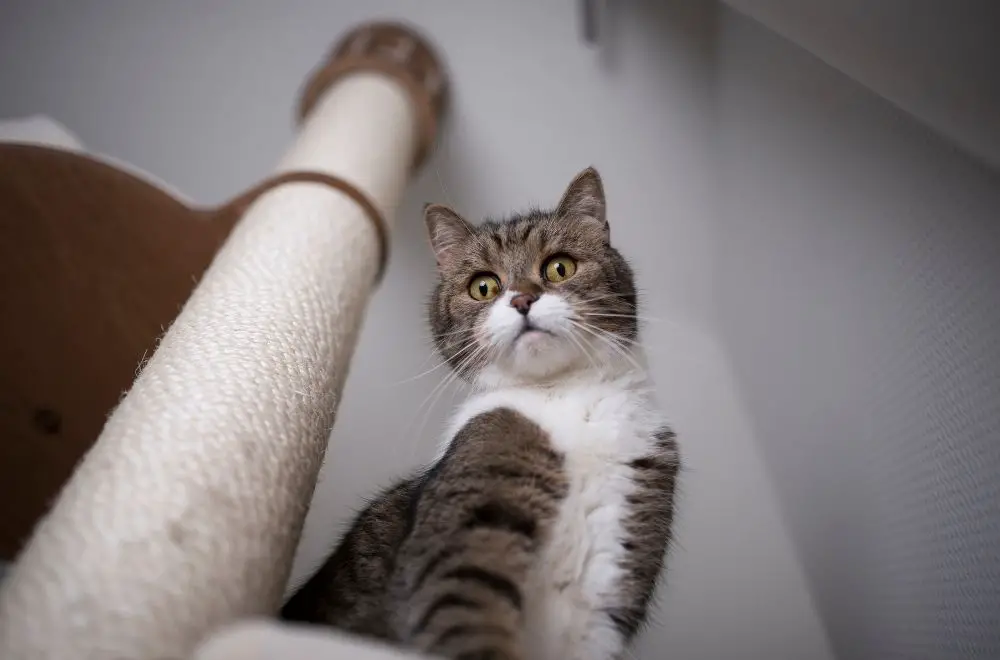 A cat sitting on top of its tall cat tree