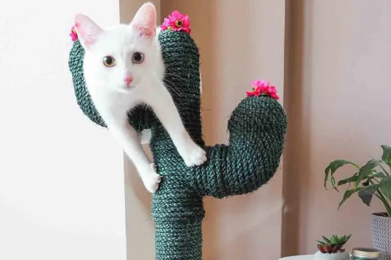 A white cat on a homemade scratch post