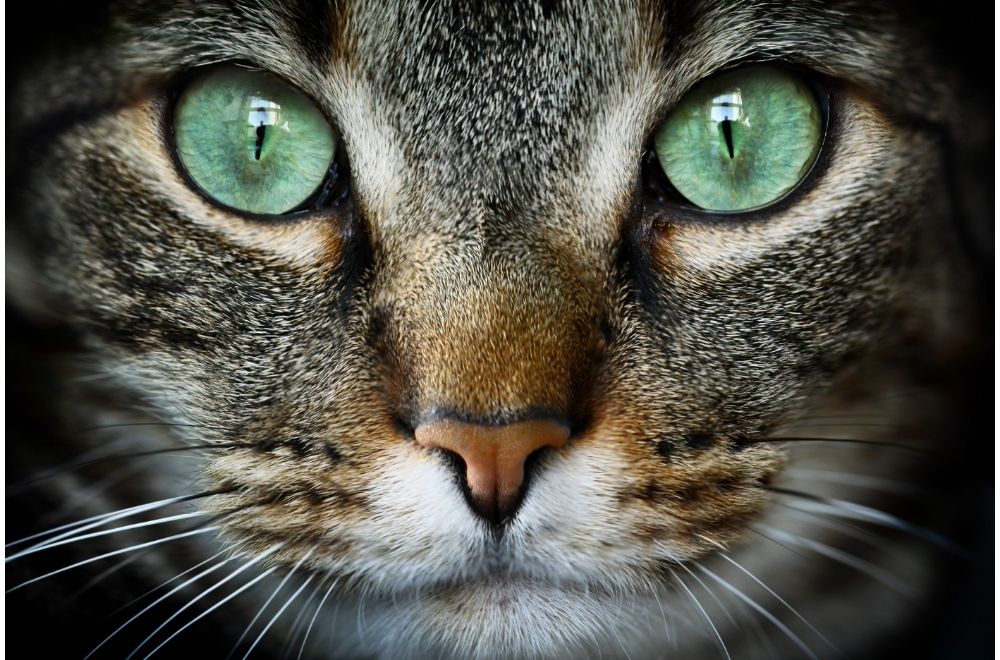 Cat with deep green eyes
