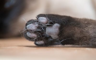 A paw from a black cat