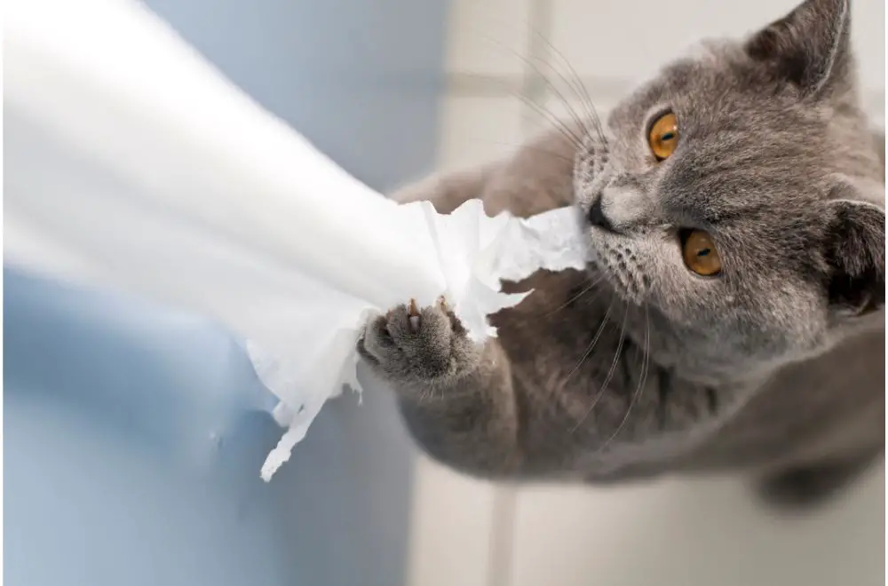 Cats & Puberty, What To Expect? Challenges Of Adolescent Cats » CatPointers