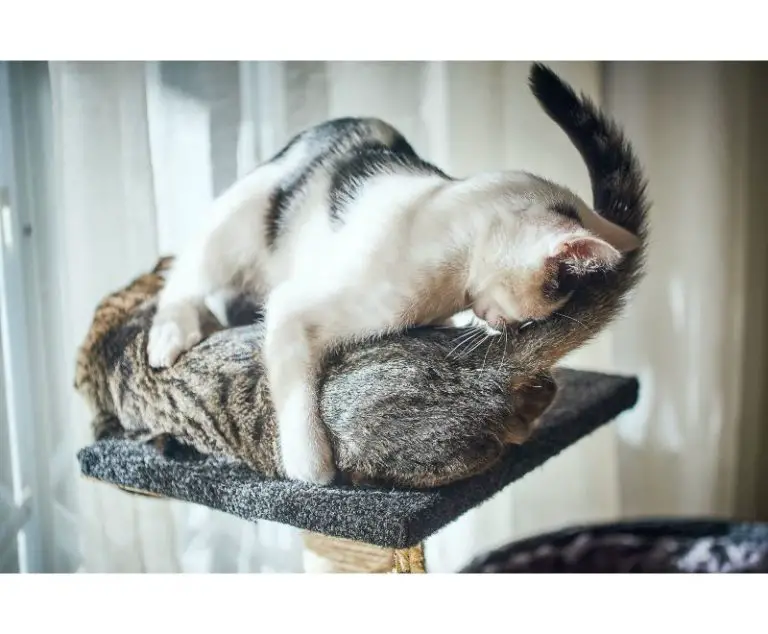 Cat Puberty How To Survive The Terrible Twos » CatPointers