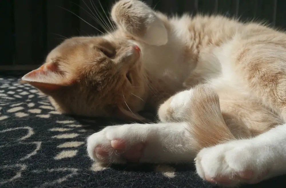 Cream Tabby Cat Everything You Need To Know » CatPointers