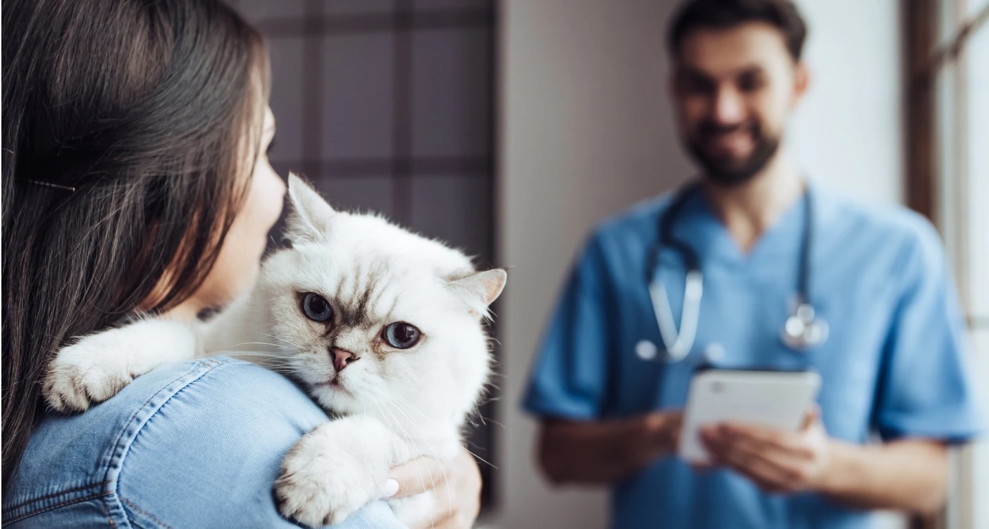 How Often Should I Take My Cat To The Vet? » CatPointers